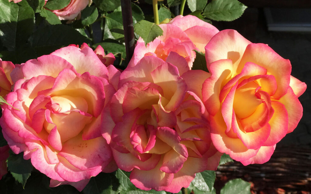 Ein Blumenstrauß mit bunten Rosen